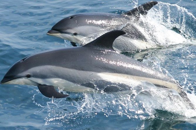 Whale Watching and Dolphin Spotting Cruise - Whale sightings can be rare, then suddenly remarkable