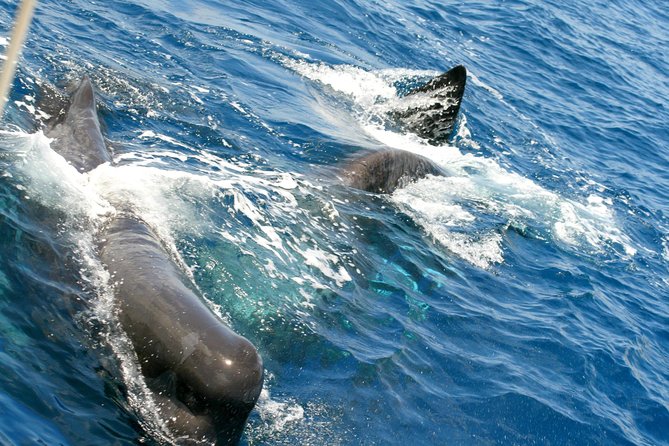 Whale Watching and Dolphin Spotting Cruise - The coast is worth watching when the sea is quiet