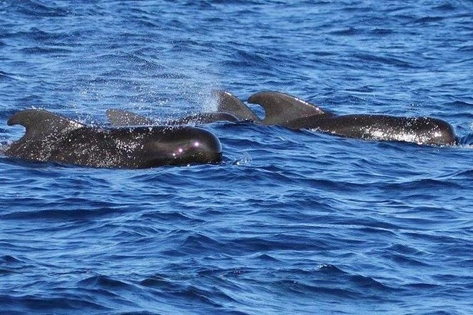Whale Watching and Dolphin Spotting Cruise - Is $88 a fair price?