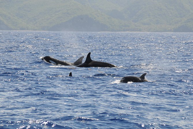 Whale Watching and Dolphin Spotting Cruise - Who will enjoy this cruise most?
