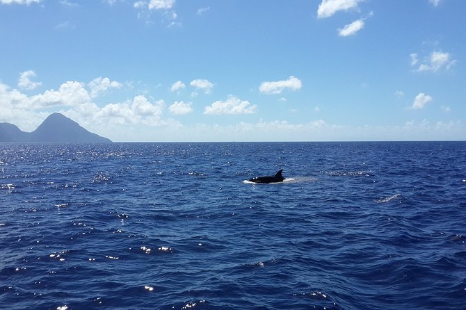 Whale Watching and Dolphin Spotting Cruise - When dolphins appear, the boat comes alive